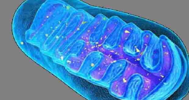 Biologie cellulaire