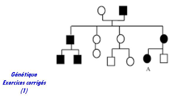 Exercices de génétique et correction