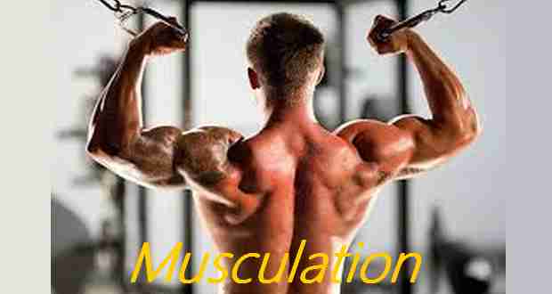 MUSCULATION  Fiche VARIÉTÉ des EXOS