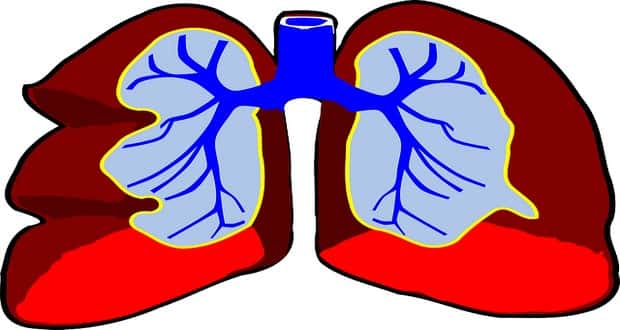 Le système respiratoire